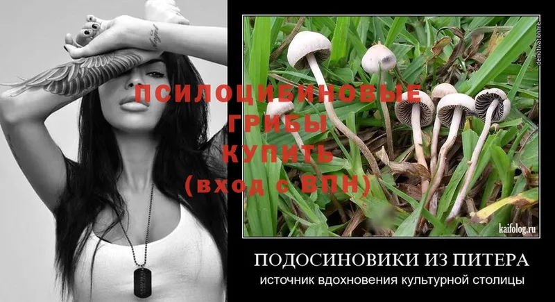 купить   OMG рабочий сайт  Галлюциногенные грибы Psilocybe  Находка 